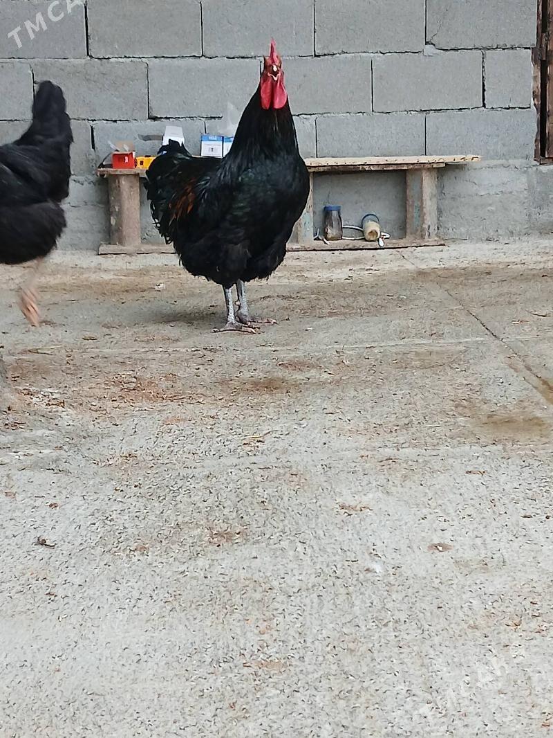 jersi ak gara juyje - Gökdepe - img 1