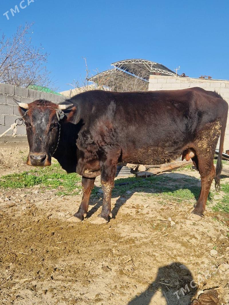 goleli sygyr - Bäherden - img 1