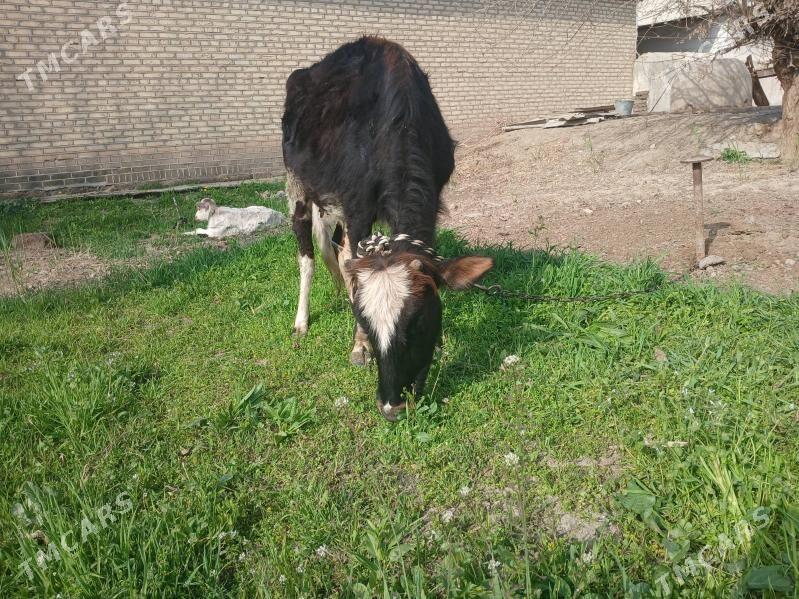 Goleli sygyr - Mary - img 1