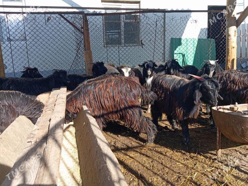 Dog - Gurtly - img 1