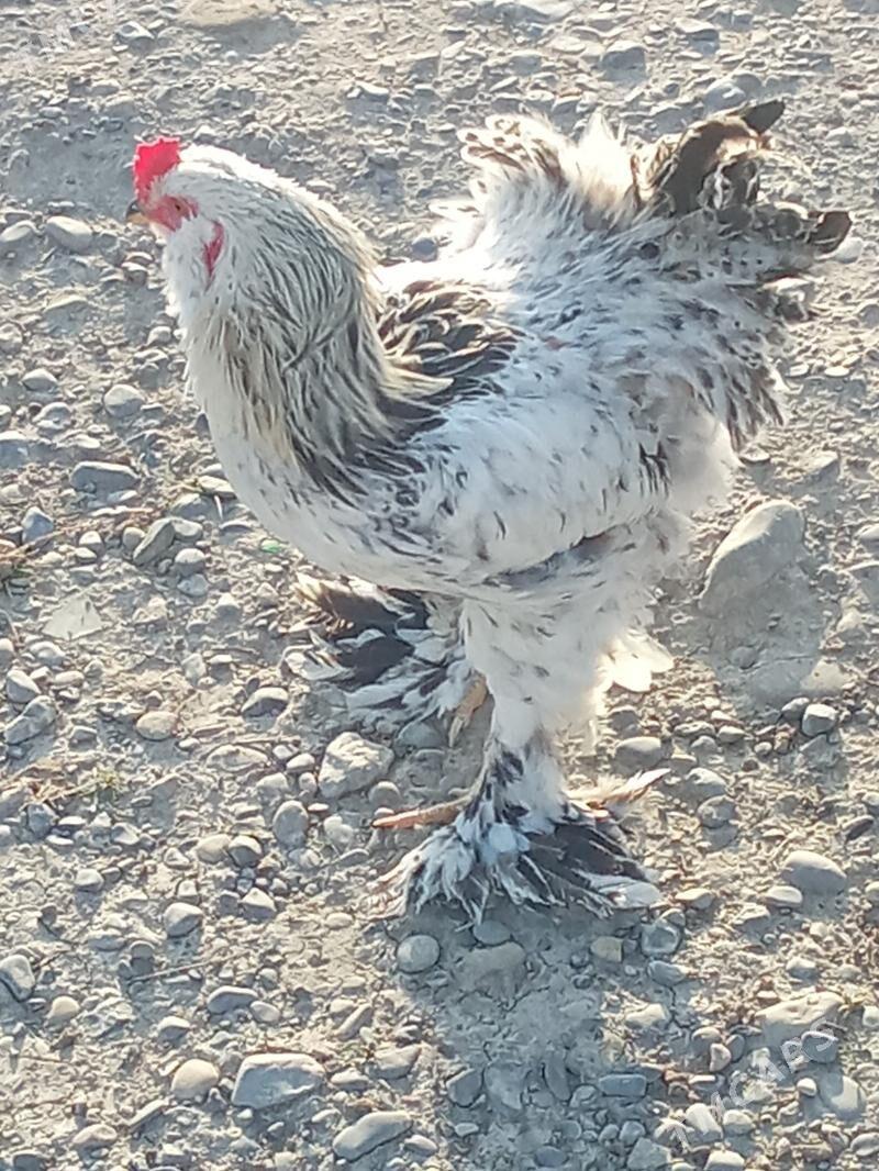 Towuk - Ýaşlyk - img 1