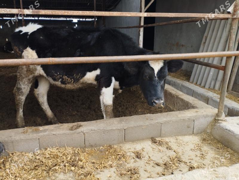 tuwe bogaz - Aşgabat - img 1