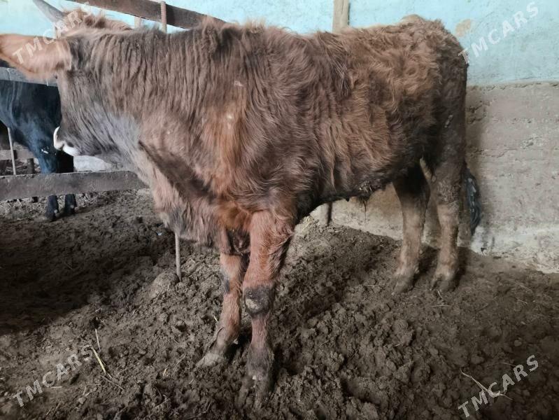 ökiz - Änew - img 1