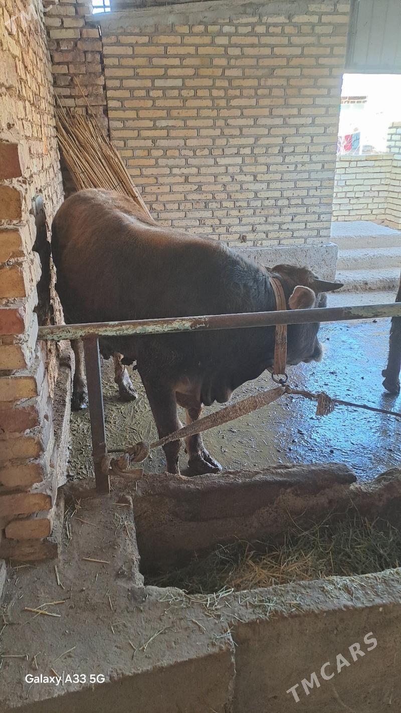 Òkùz - Babadaýhan - img 1