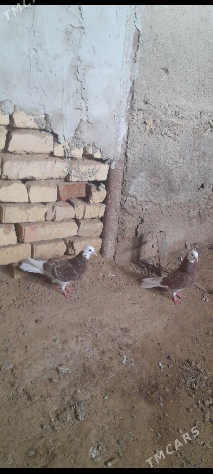 kepderi - Гызыларбат - img 1