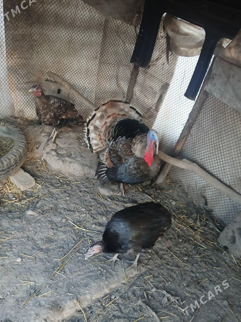 INDUK ERKEK - Туркменабат - img 1