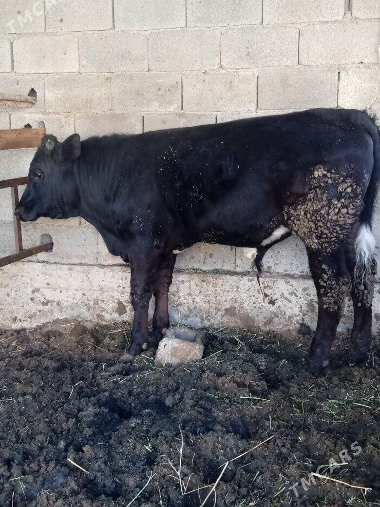 ökiz - Ak bugdaý etraby - img 1