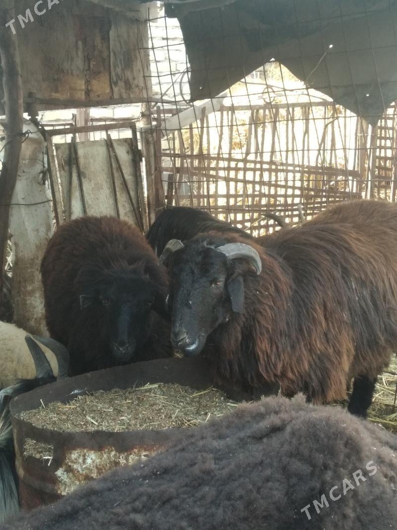 koçkar we köy - Farap - img 1