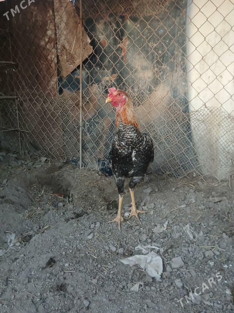 BAÝYSOWY - Туркменабат - img 1