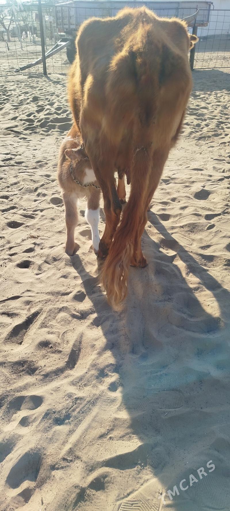 goleli sygyr - Türkmenbaşy - img 1