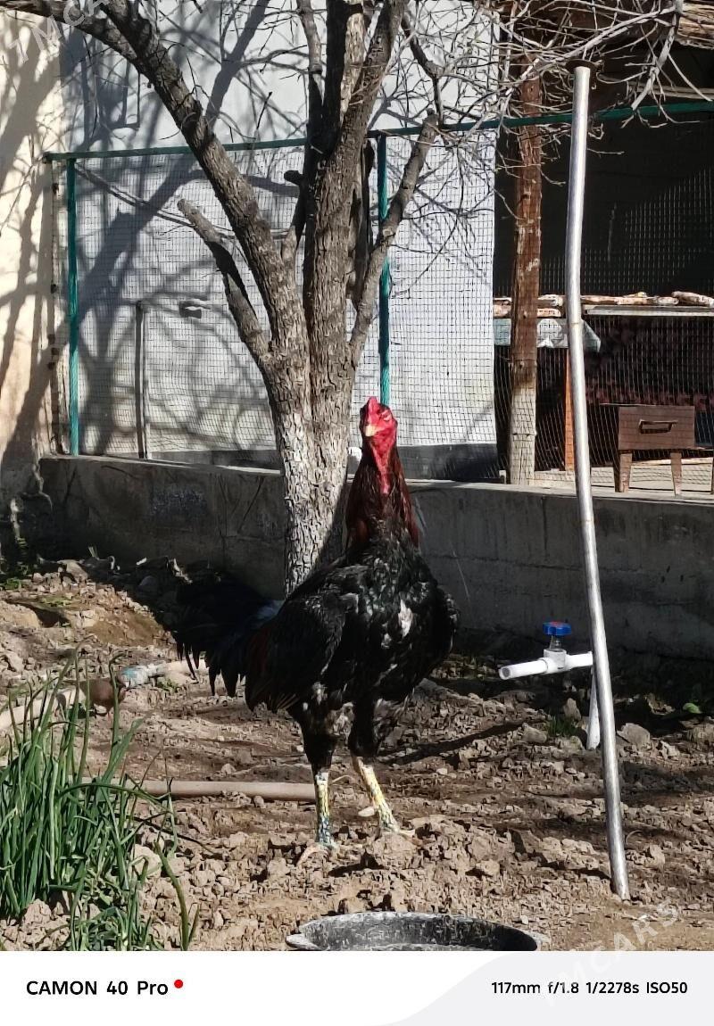 tasgent - Ашхабад - img 1