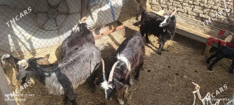 Geciler - Farap - img 1