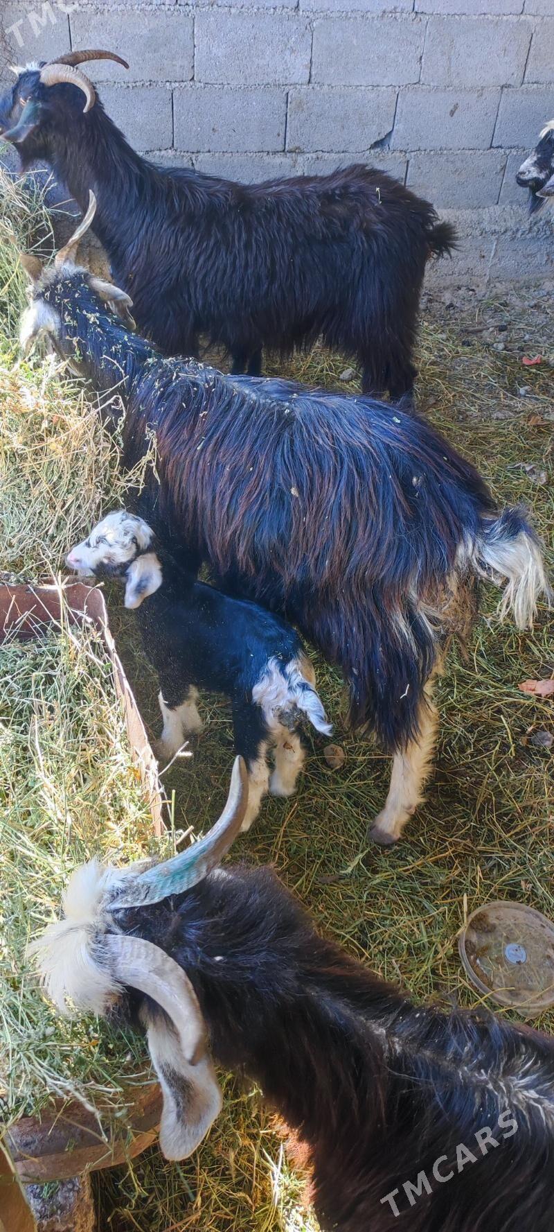 owlakly geçi - Ýalkym - img 1