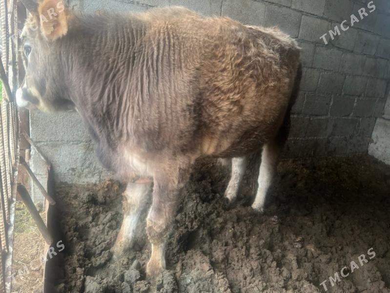 okuz - Bäherden - img 1