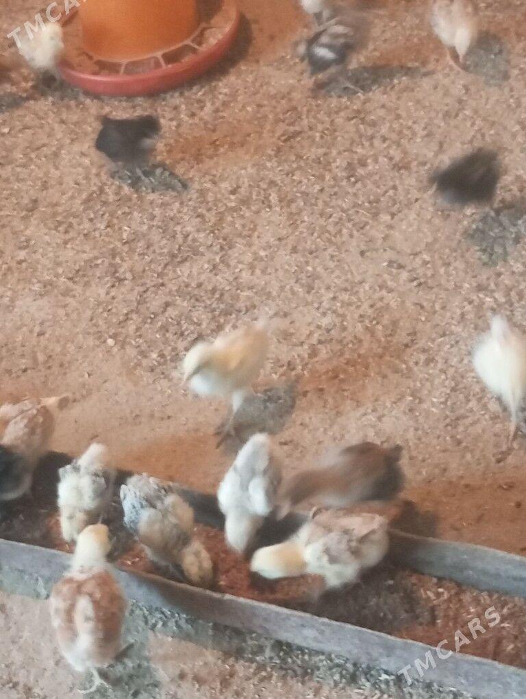 juje - Bäherden - img 1