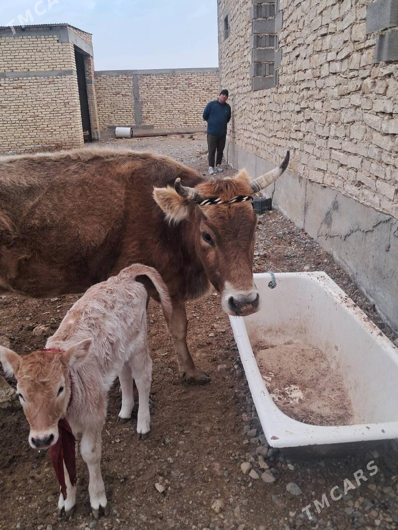 goleli sygyr - Gyzylarbat - img 1