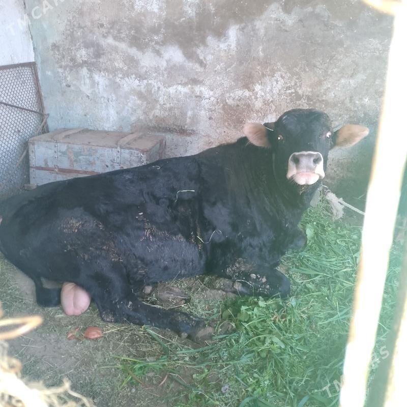 BAKYLAN OKUZ - Gökje - img 1