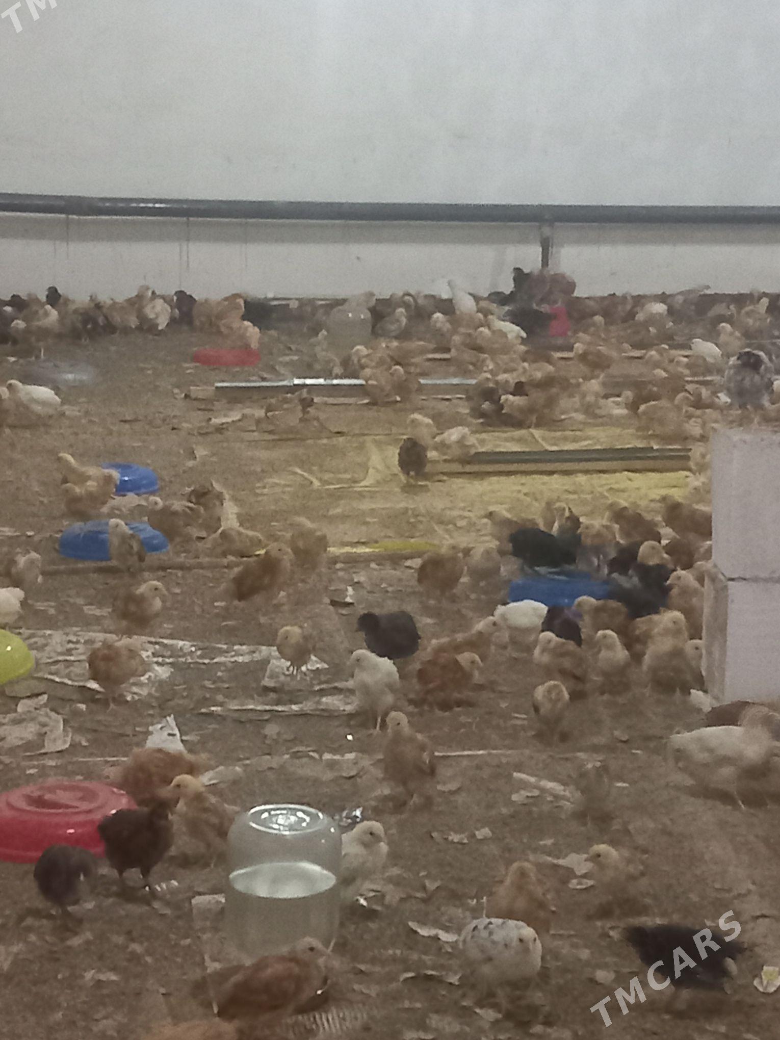 satlyk juje - Акдепе - img 1