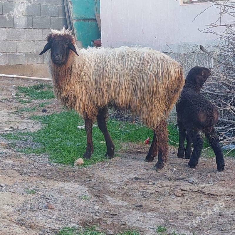 guzyly goýun - Gökdepe - img 1