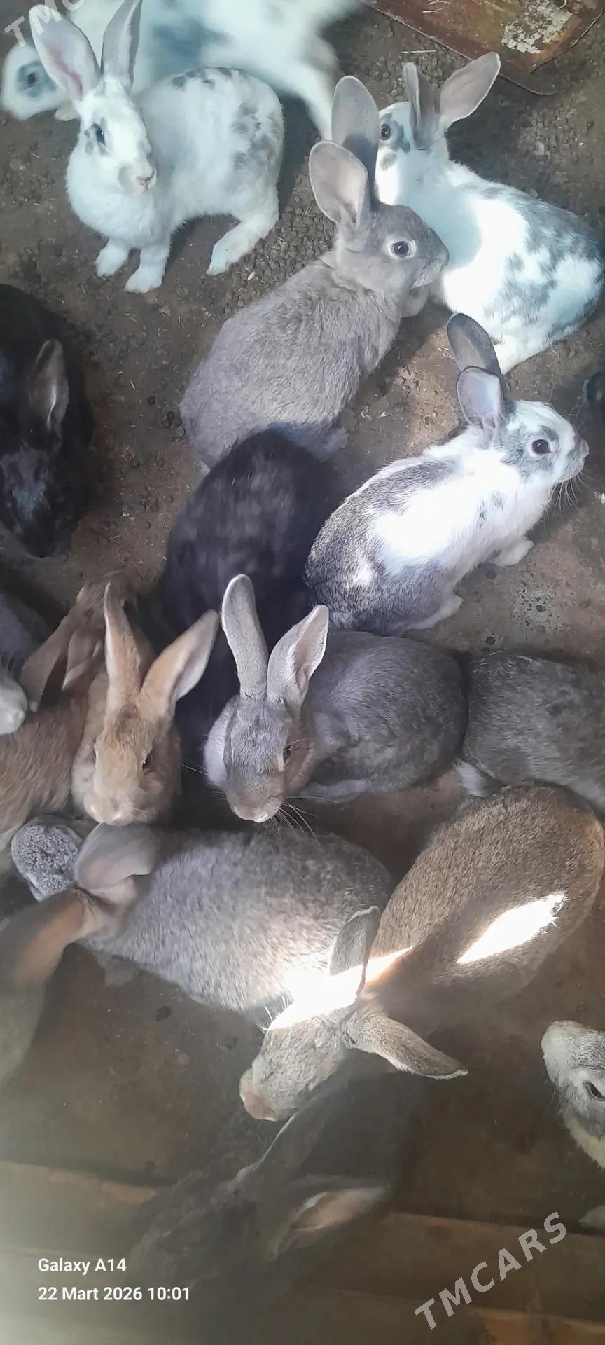 Togsanlar - Mary - img 1