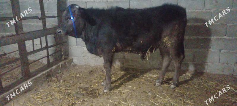 Ökuz gbrit - Гёкдепе - img 1