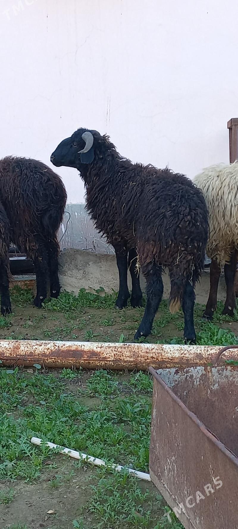 issek goyun garakol - Aşgabat - img 1