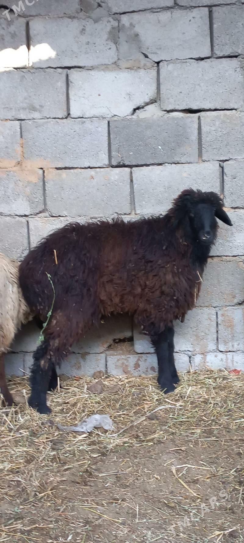 goyun issek garakol - Aşgabat - img 1