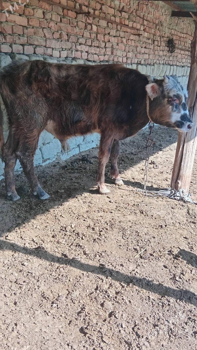 dalgyr öküz - Бахарден - img 1