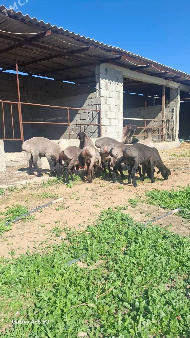 Goyun - Gökdepe - img 1