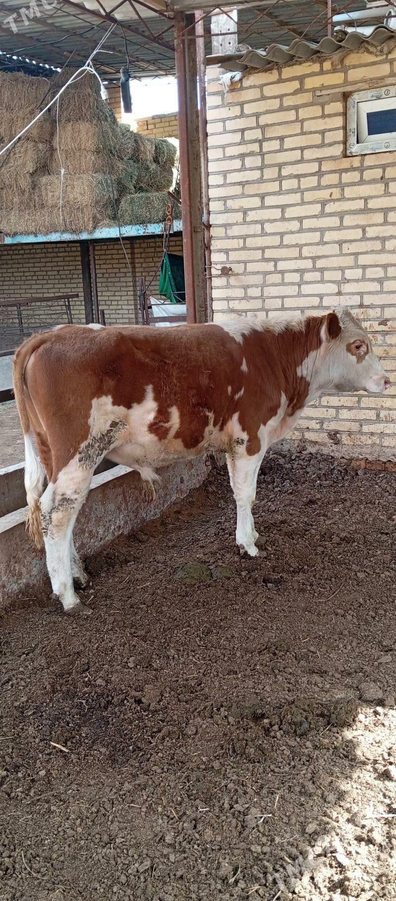 semental öküz - Saýat - img 1