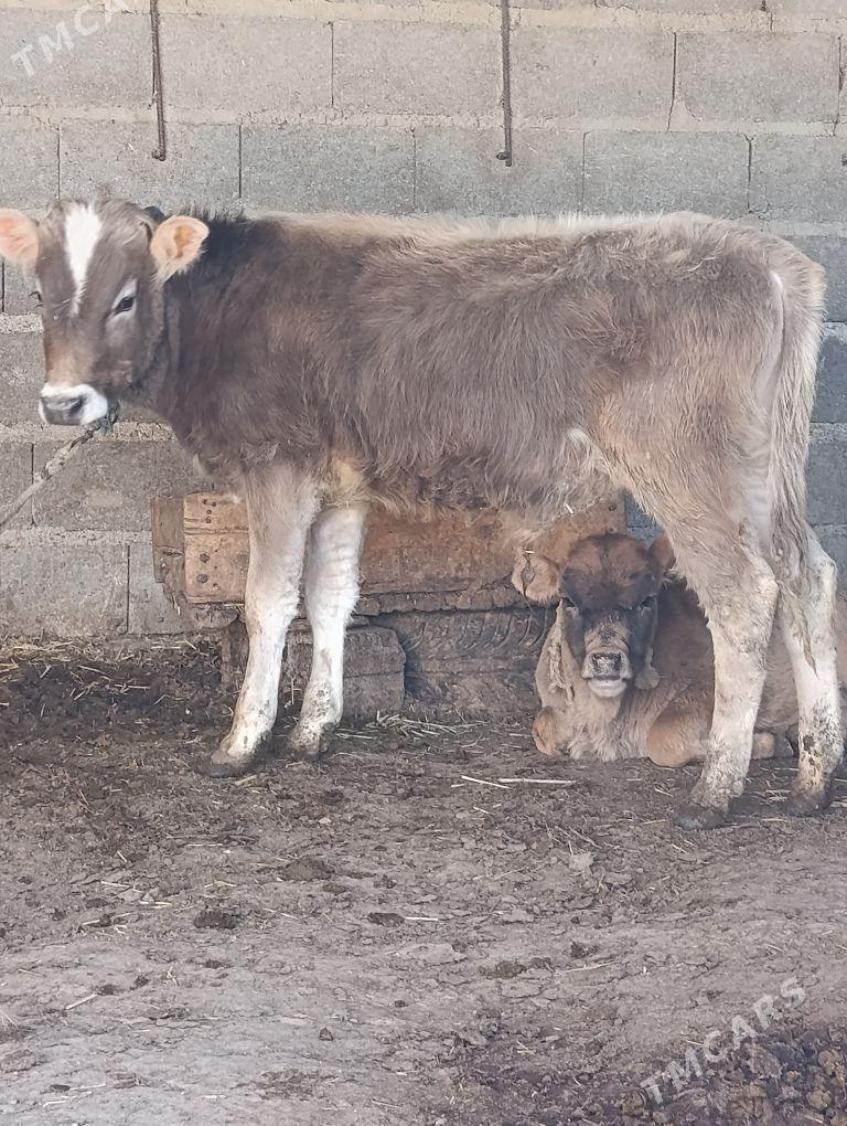 öküz we tüwe - Бахарден - img 1