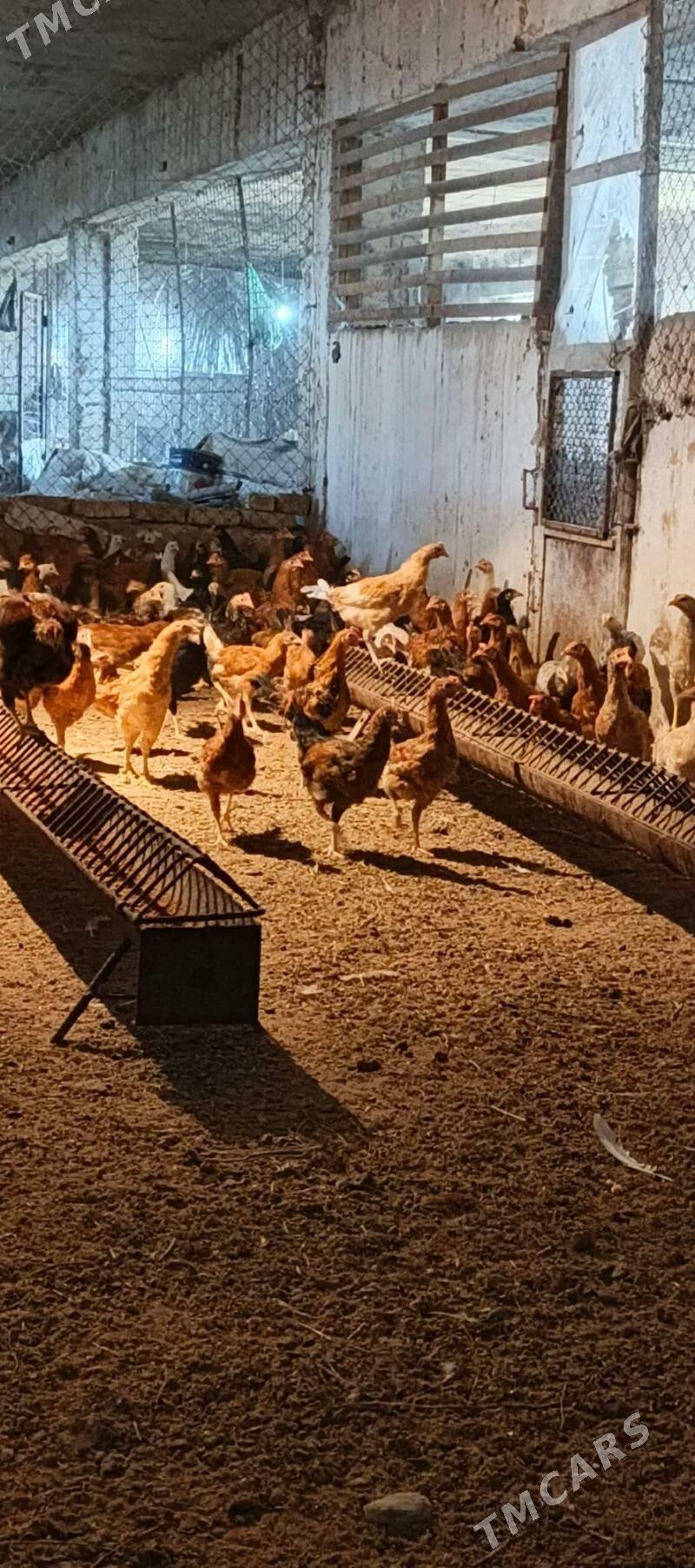 Towuk juje - Tagtabazar - img 1