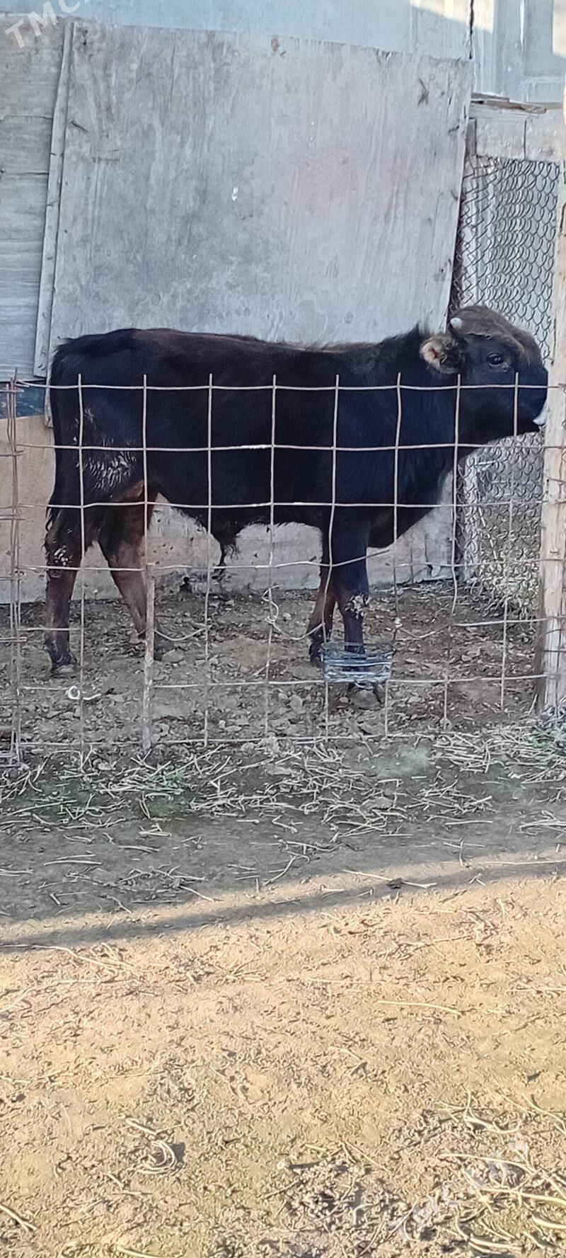 ÖKÜZ ŞWES TOHUM - Бузмеин - img 1