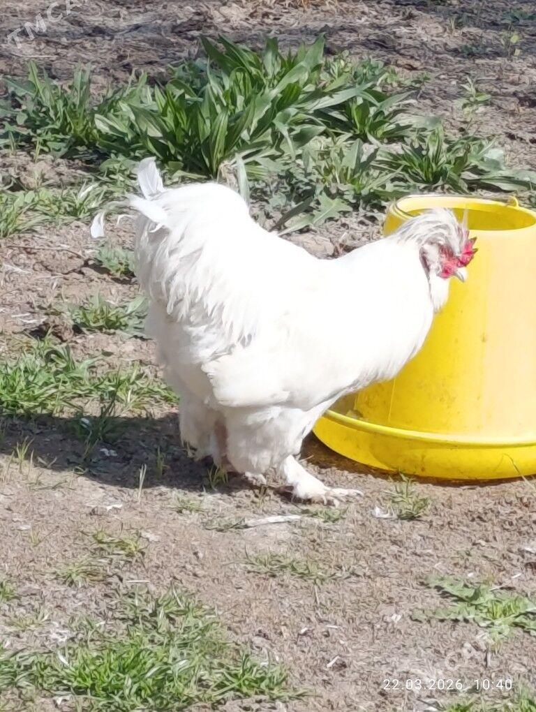 Troýka - Mary - img 1