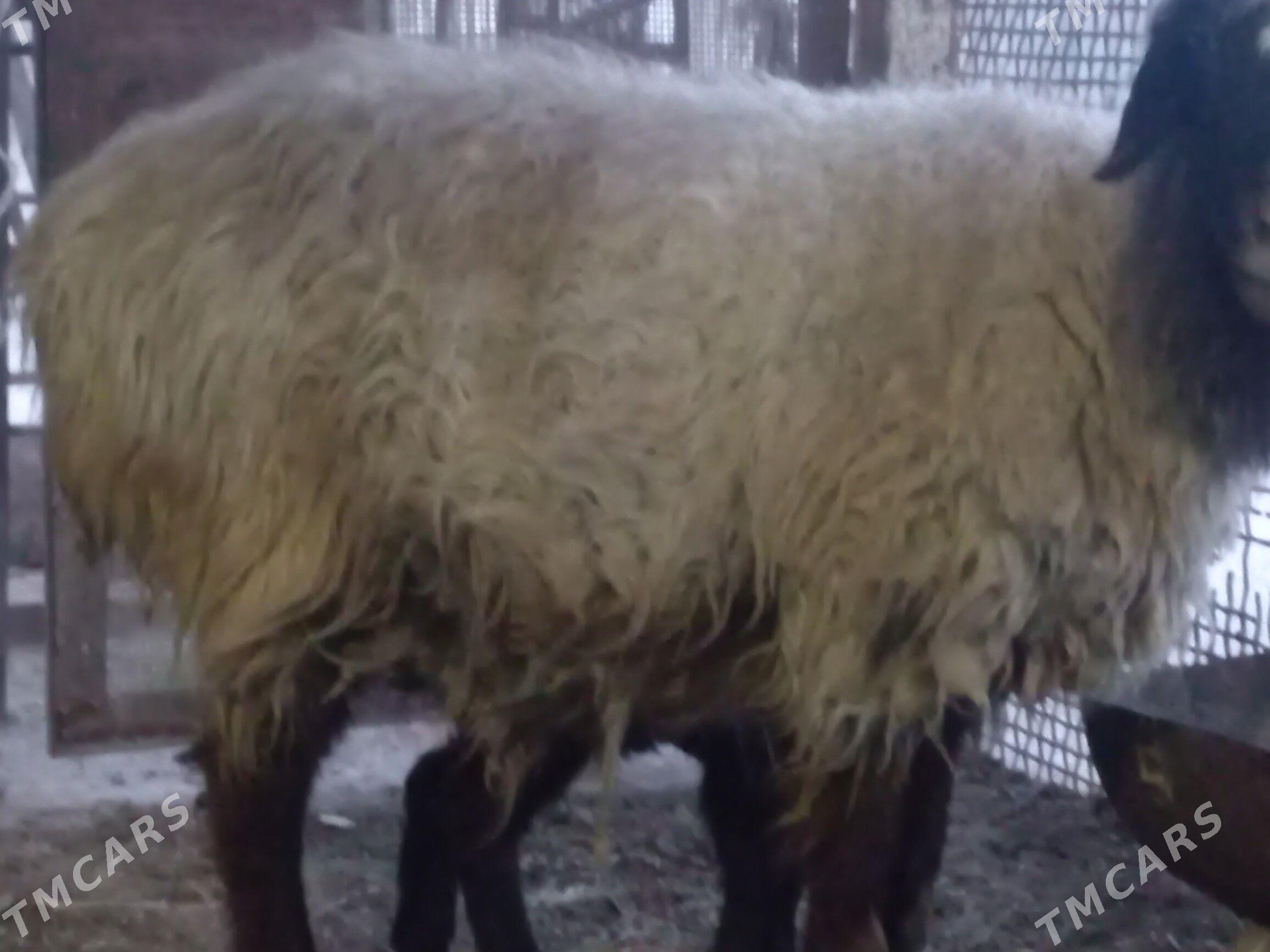 guzly goyun - Гумдаг - img 1