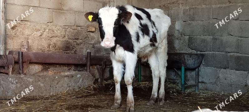 Öküz Öüwe Göle - Aşgabat - img 1