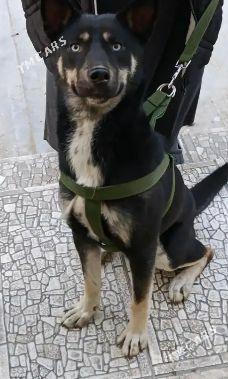 Авчарка смешанная с хаски - Мары - img 1