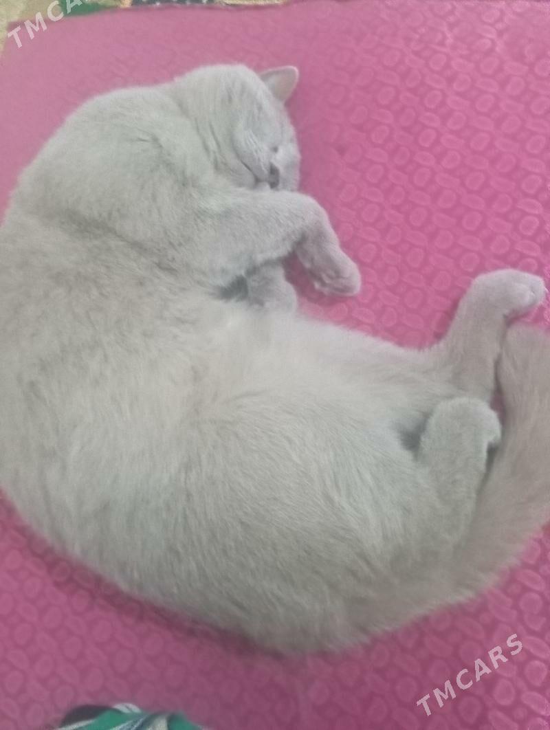 britanski pisik - Aşgabat - img 1