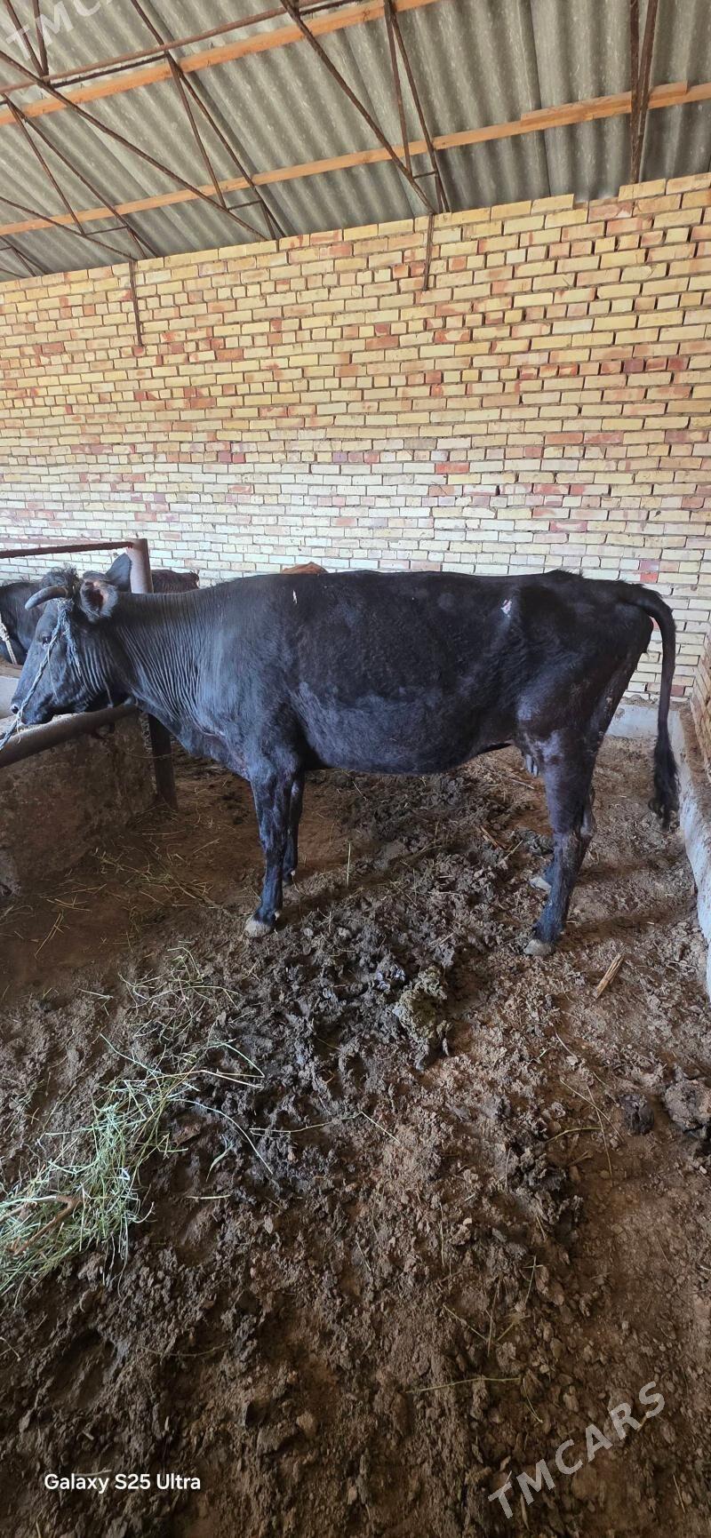 Bakylan okuz we uly sygyr - Sakarçäge - img 1