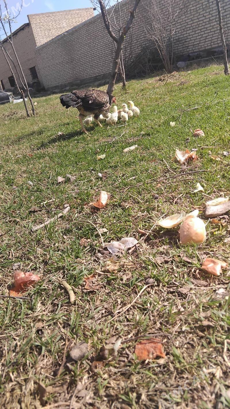 bayes juje - Wekilbazar - img 1