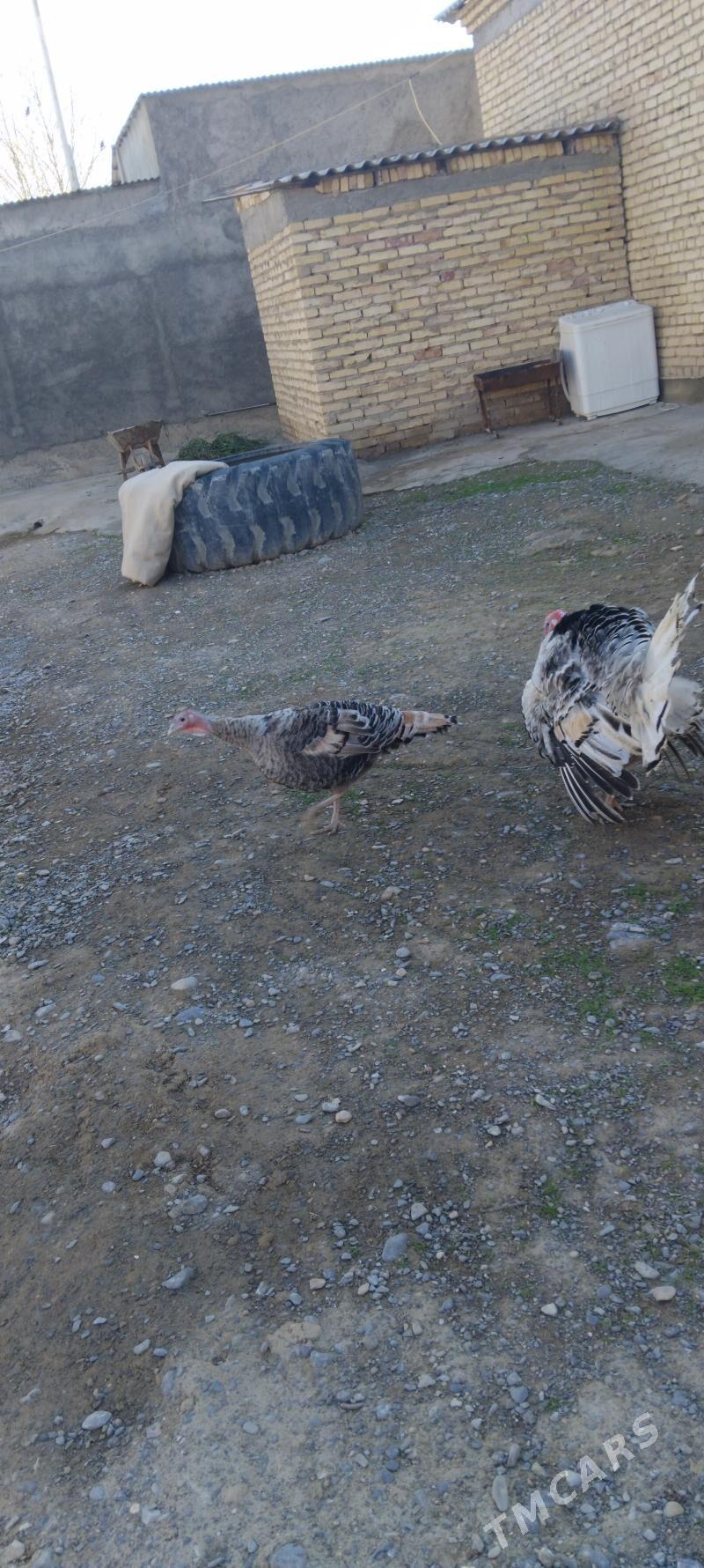 induk - Гёкдепе - img 1