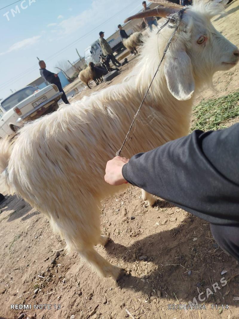 geci - Байрамали - img 1