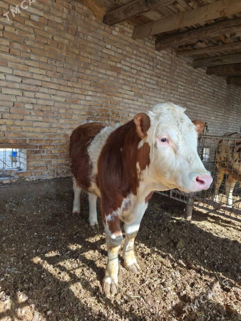 simental - Türkmenabat - img 1