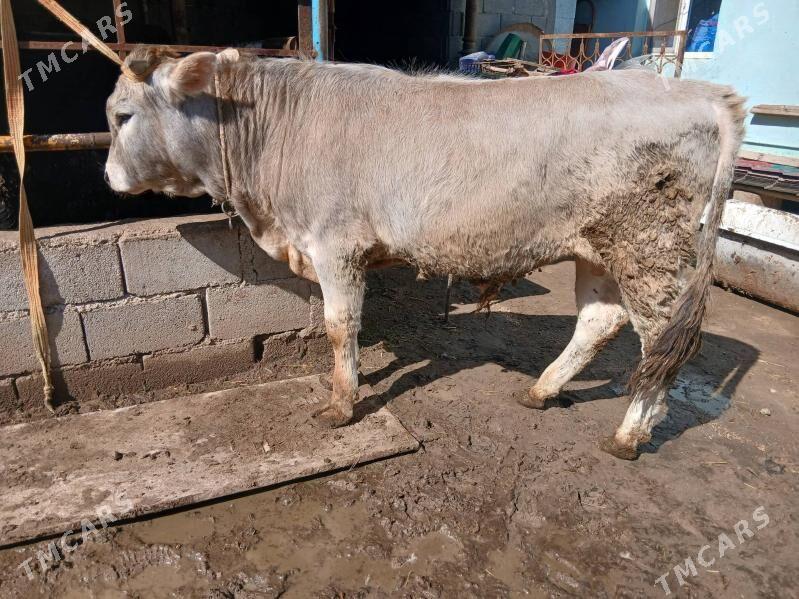 swes okuz - Чоганлы - img 1