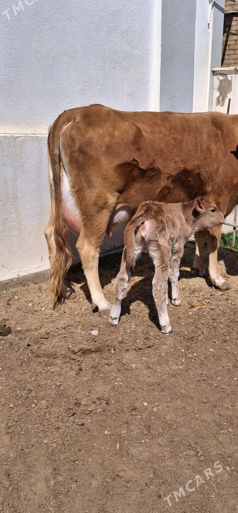 göleli sygyr - Джебел - img 1