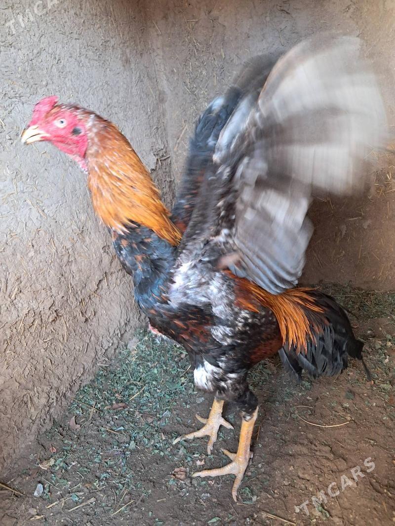 хораз - Daşoguz - img 1