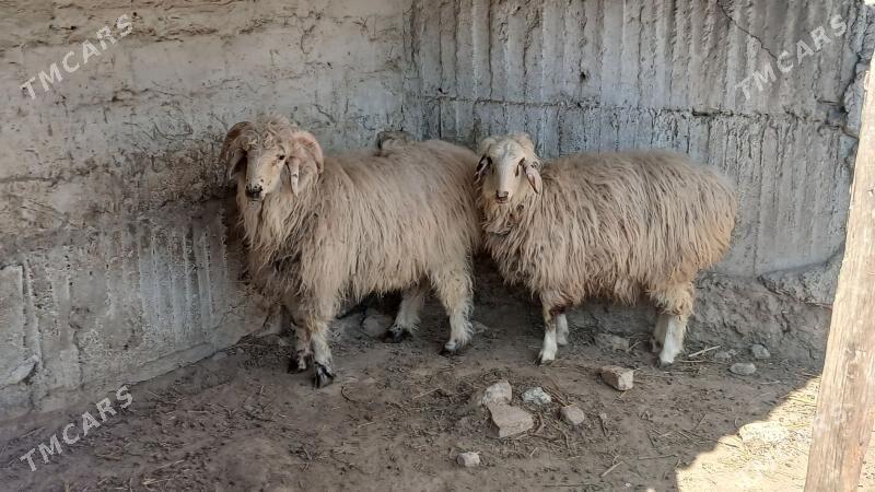 Goýun işşek - Gökdepe - img 1