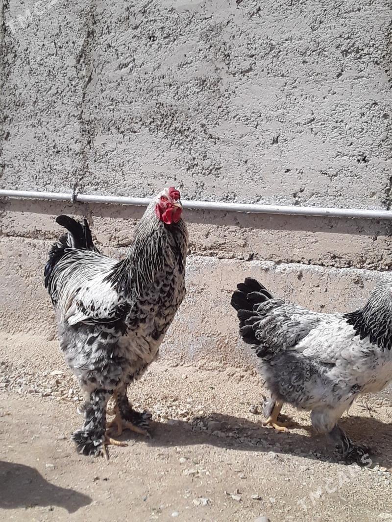 Brama ak cil - Balkanabat - img 1