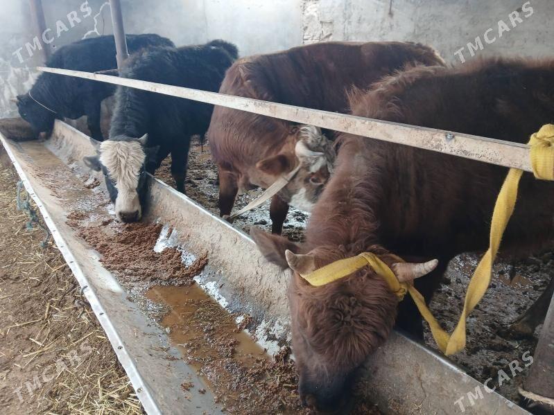 окузлер 7 саны - Balkanabat - img 1