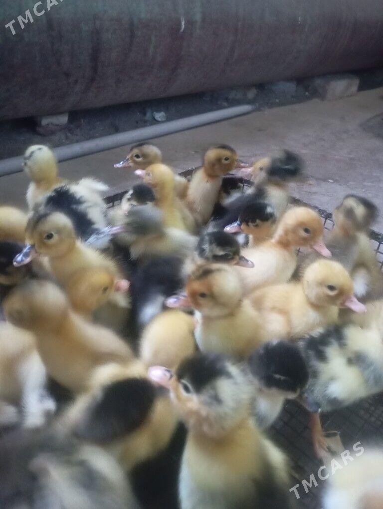 Ördek jüje - Tejen - img 1